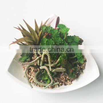 Wholesale Ornamental Plants Small Plastic Succulent Plant Bonsai