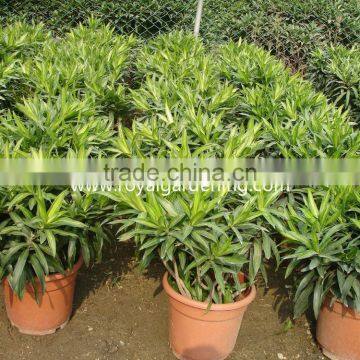 Dracaena Reflexa Ornamental Plants photo-4