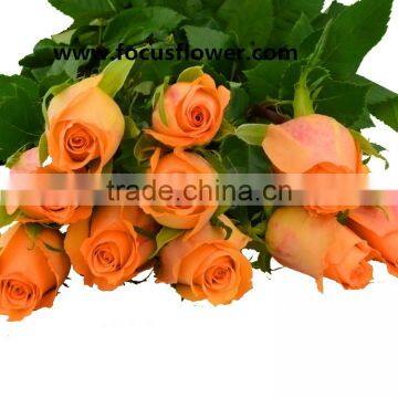 Promotional handmade porcelain flowers fresh cut tube flower queen's day rose for decoration from yunnan