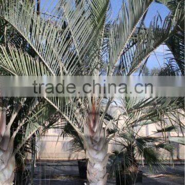 Dypsis Decareyii "Triangle Palm" 250/300 in 40 Liters Pot photo-2