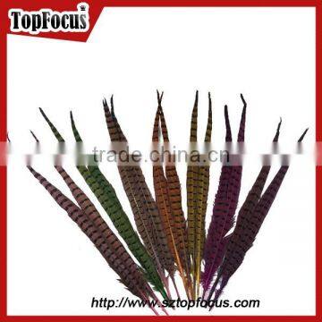 50-55 CM Natural Bulk Ringneck Tail Pheasant Feathers for Wedding Decoration photo-2
