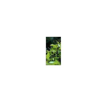Cassia Bark Extract/Cassia Twig Extract/Cinnamomum Cassia