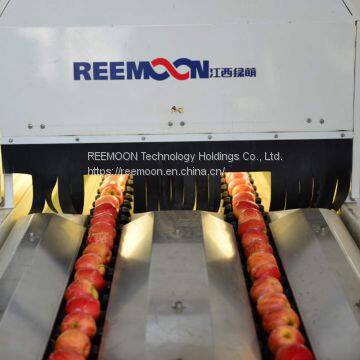 REEMOON apple sorting machines, size sorting, color sorting, apple sorting sizer and grading equipment