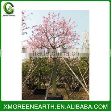 Ceiba speciosa cv- landscaping trees (1)