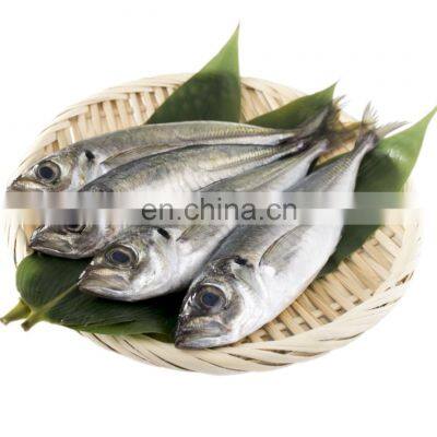 frozen horse mackerel frozen small eye horse mackerel fish whole round BQF IQF