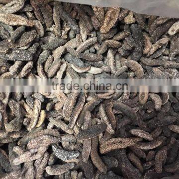 Dried Holothuria Tubulosa Sea Cucumber (Turkey Sea Cucumber)