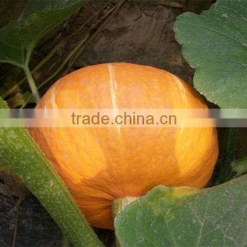 Orange Sun 4 orange smooth skin hybrid f1 pumpkin seeds