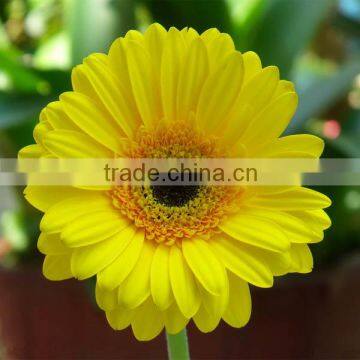 Fresh Chrysanthemum Fresh Cut Flowers For Decoration