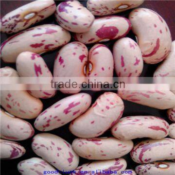 light speckled kidney beans factory price(long shape)