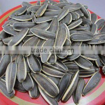 Top quality of Sunflower Seeds for sale