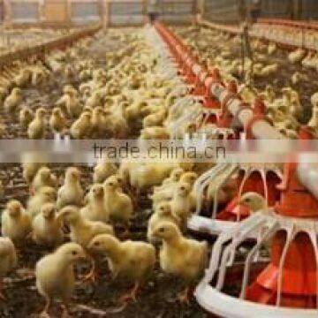 Automatic broiler poultry farm equipment for sale