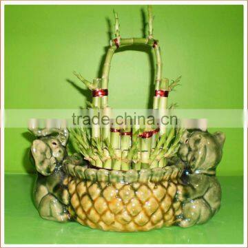 Basket Shaped Lucky Bamboo Air Bonsai Tree Dracaena Sanderiana Indoor Aquatic Feng Shui Plants Nursery Garden Decoration photo-3