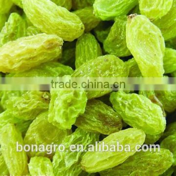 100% Sweet Xingjiang grade AA green raisin