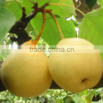 Asian Ya Pear Packed in 9kg 18kg Box for Sale