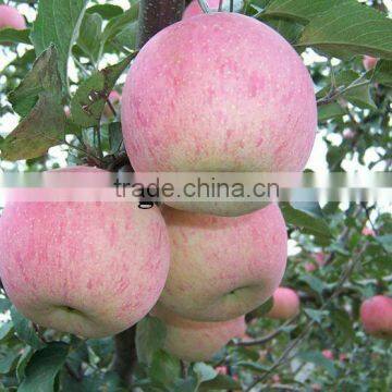 Chinese Fresh Red Fuji Apple Packed in 20 Kilo/Cartons