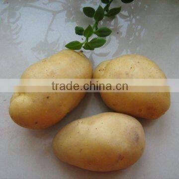 HOLLAND POTATO