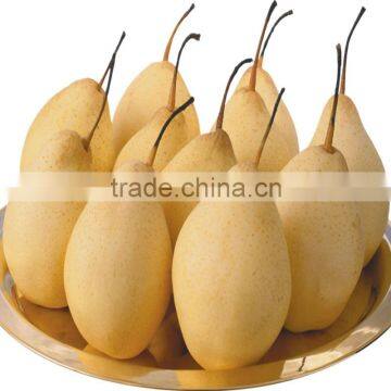 Fresh ya Pear&new Crop&the Most Lowest Price photo-4