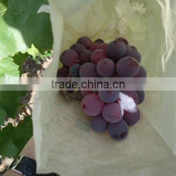 Chinese red globe grape