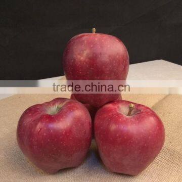 New Crop New Season Huaniu Apple Fresh Apple China Gansu Tianshui Huaniu Apple photo-4