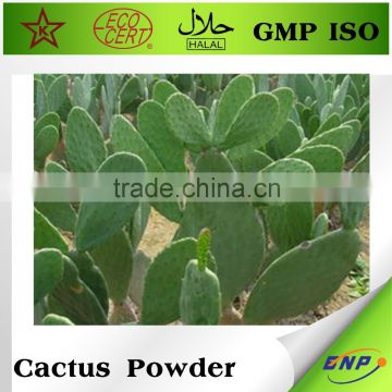 cactus honey powder