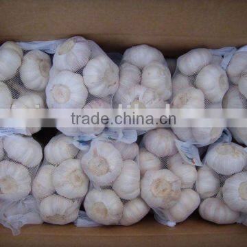 New crop fresh garlic are avlailable