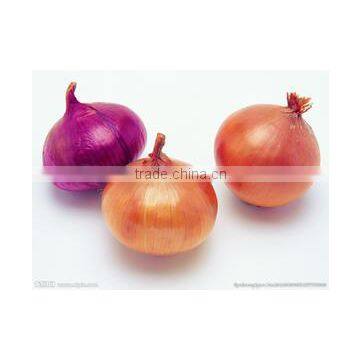 Jinxiang Farm Factory Yellow Onion in Low Price