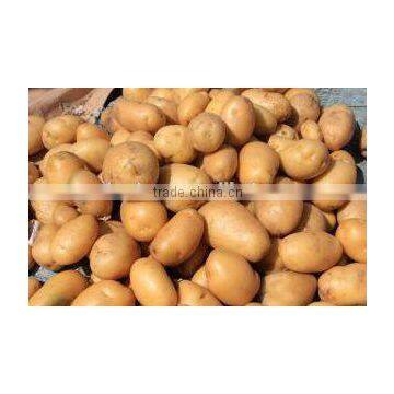 Holland Potato pack in mesh bag or carton