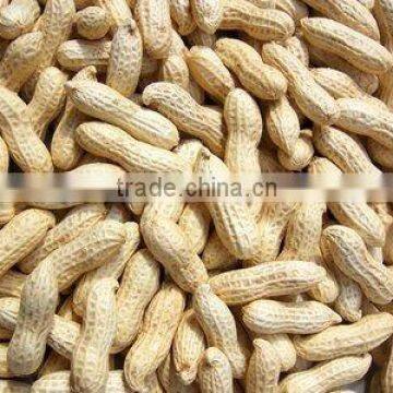 Chinese good quality peanut in shell ,the biggest groundnut factory