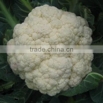 HCF35 Lozer heat resistent F1 hybrid cauliflower seeds