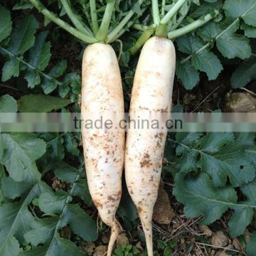 HR02 Fam white OP radish seeds in vegetable seeds