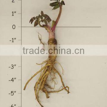 NATURAL ANGELICA ROOTS OIL