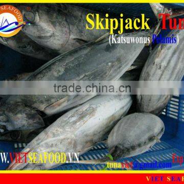 FROZEN SKIPJACK TUNA W/R