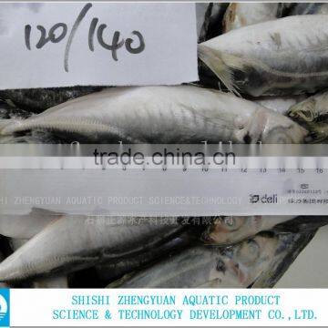 Shishi Zhengyuan Frozen Horse Mackerel W/R photo-2