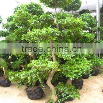 Carmona Microphylla 1.5m height