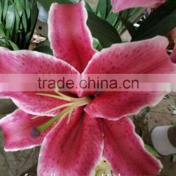 Supply Fresh Lily Flowers Natural Cut Flower For Wedding