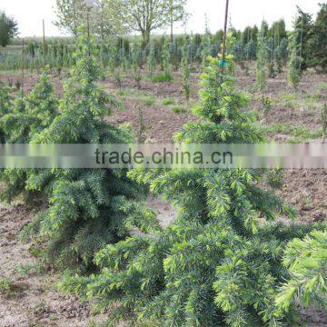 Himalayan Wintergreen Oil