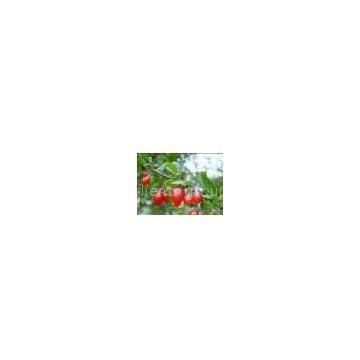 Chinese Wolfberry  Extract 15% Polysaccharides