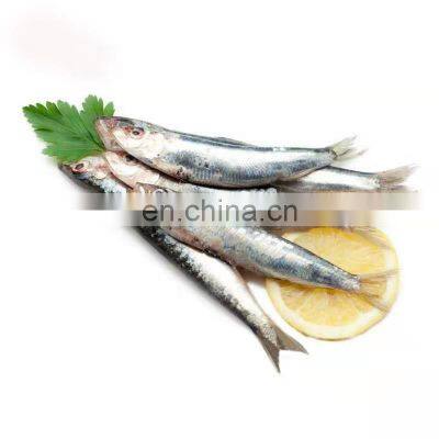 Price Frozen Sardine Fish Sardine Exporters photo-5