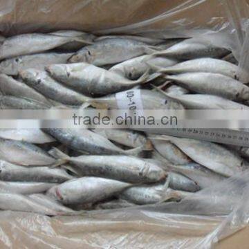 China supplier Frozen Jack Mackerel