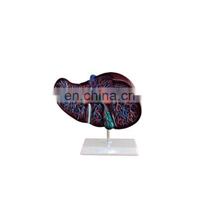 HC-S253 High quality anatomical model Human Liver anatomical model for Medical Science Teaching