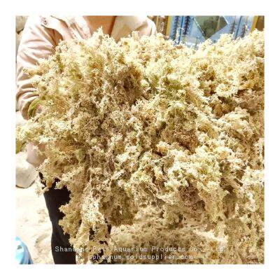 High-quality clean long fiber sphagnum moss 500g compressed dry brick for orchid dendrobium flower cultivation reptile mattress