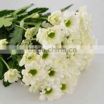 Quality unique white chrysanthemum fresh flowers