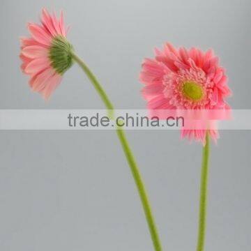 Newest Honey pink gerbera