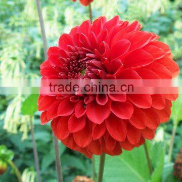 Gift best selling long stem dahlia