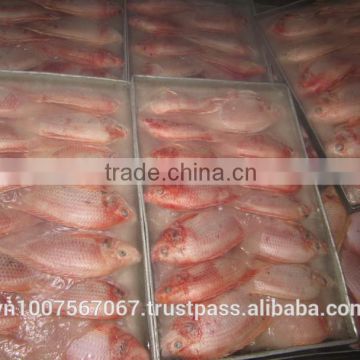 FROZEN RED TILAPIA