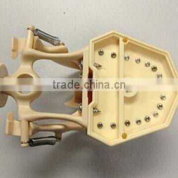Dental Typodonts Teeth Articulators Model With Jaw Removable Screw photo-4