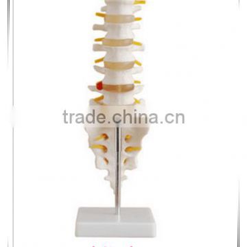 The natural model with lumbar vertebrae of the tail KA-TP00013