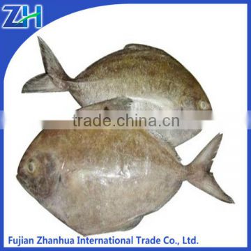 fish seafood frozen black pomfret fish for sale