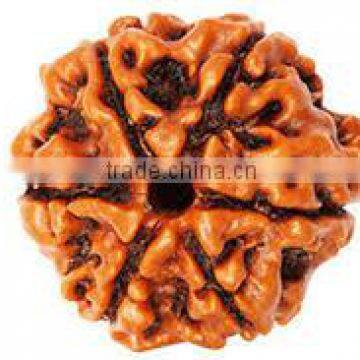 6 Face Rudraksha