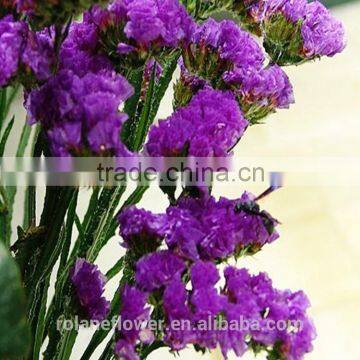 Best Selling Natural Myosotis Sylvatica flower